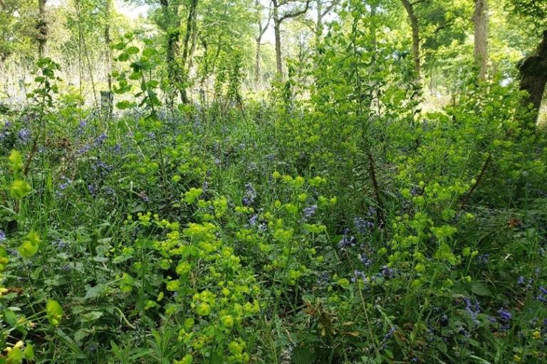 Woodland with green foliage and scattered purple-blue wildflowers under tall trees in spring sunlight