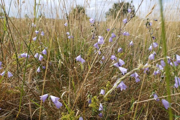 Close-up of delicate purple bell-shaped flowers among tall dry grasses in a sunny meadow