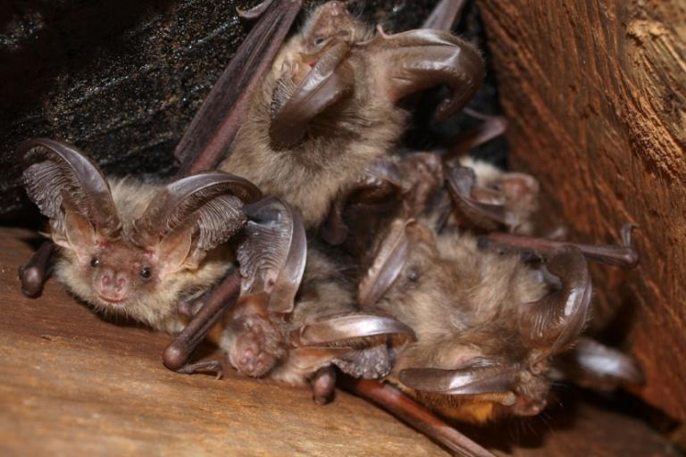 Brown long-eared bats (Plecotus auritus)