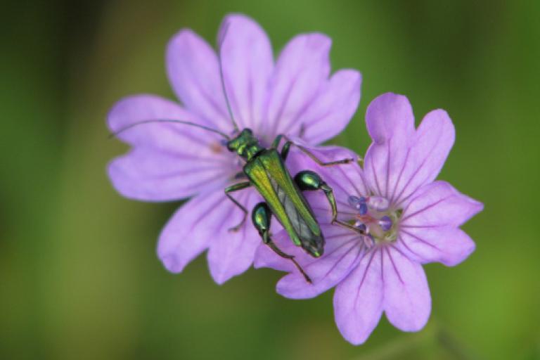 Flower bug