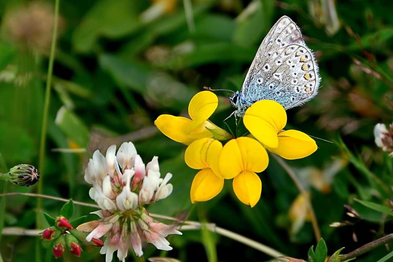 Common blue butterfly perched atop a bright yellow flower