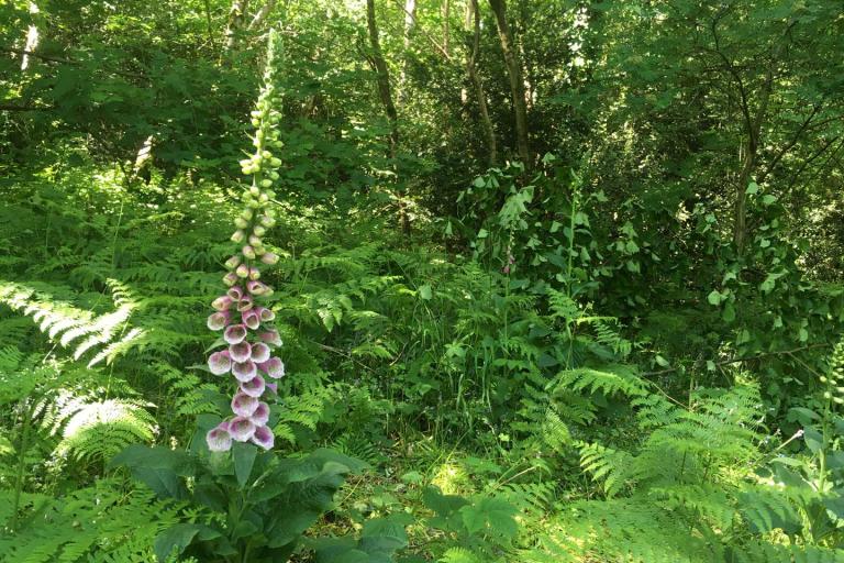 a foxglove in woodland