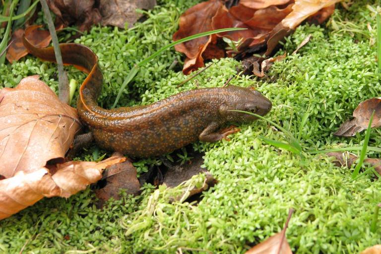 great crested newt