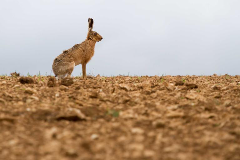 a hare in a ploughed field