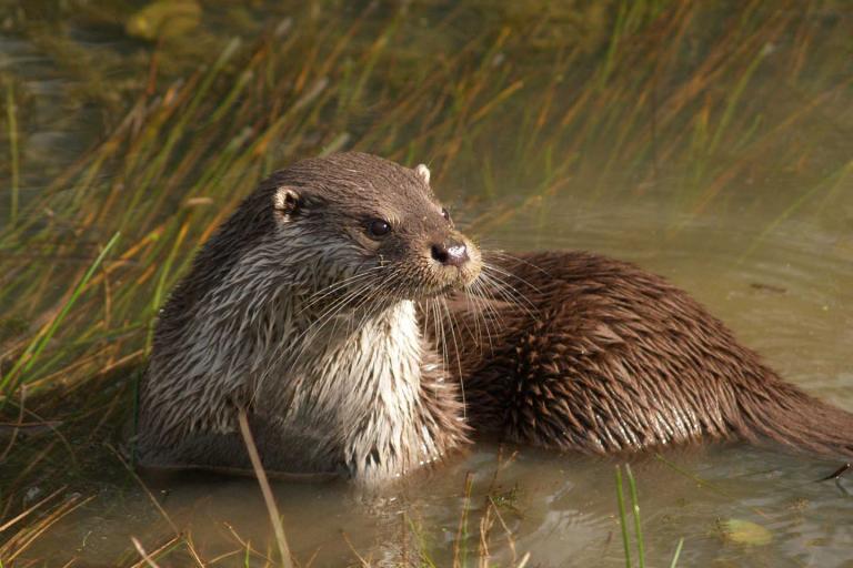 otter in water