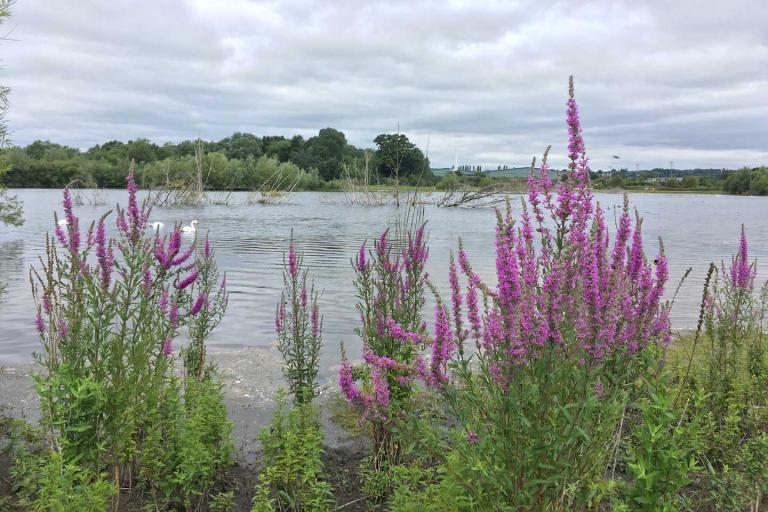 tall purple plants on the bank of a water filled gravel pit