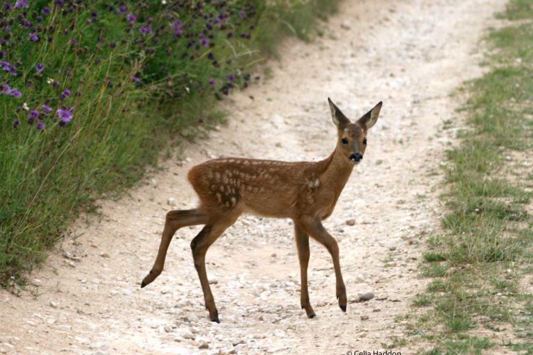 roe deer fawn