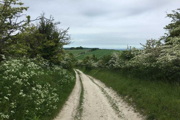 chalk footpath with wildflower banks on either side with views across rolling fields