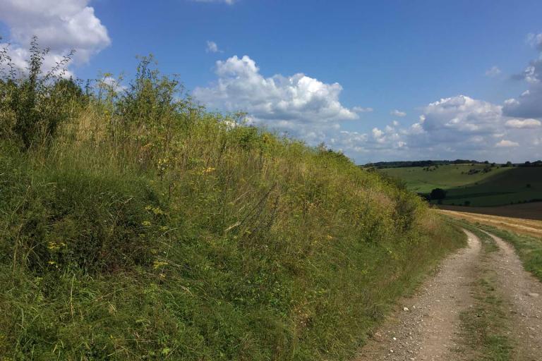 a Ridgeway footpath with a bank of wildflowers and a view across low hills