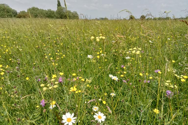 Chimney Meadows