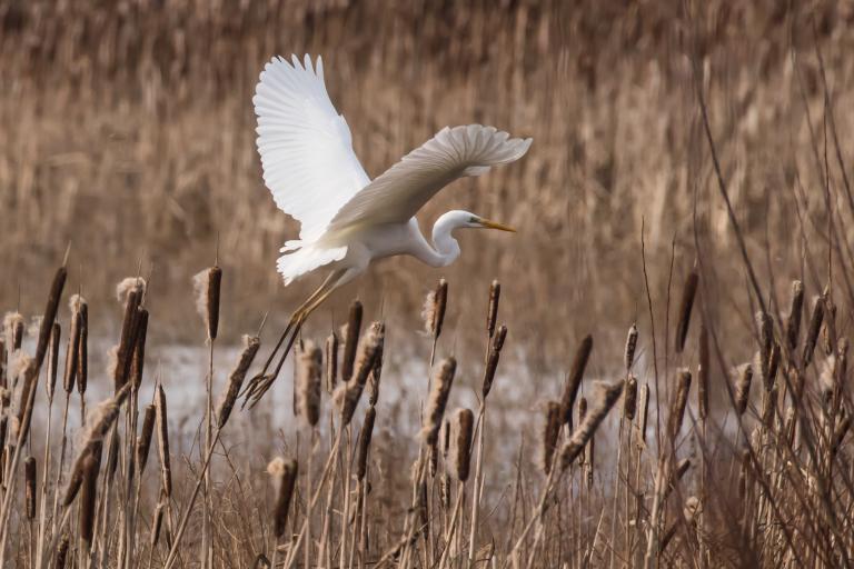 Great White Egret (Ardea alba) ©Martin Gascoigne-Pees 