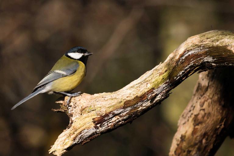 small bird with a yellow breast, black head and a white patch around the eyes, sitting on a tree branch