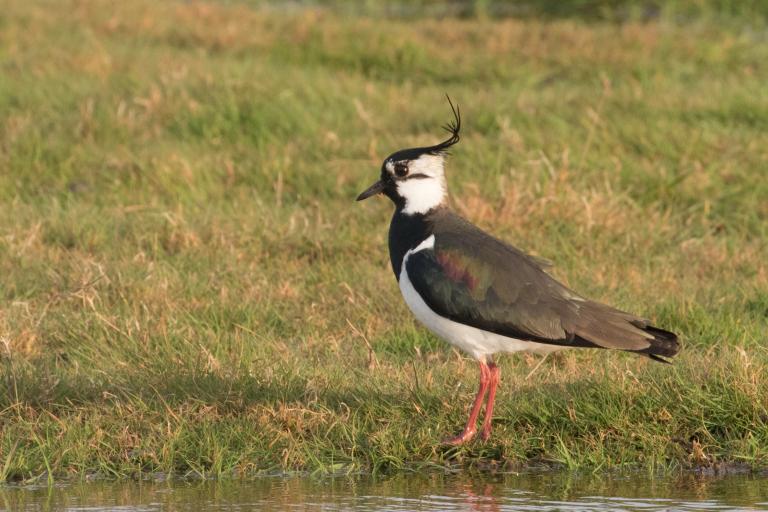 Lapwing  (Vanellus vanellus) ©Martin Gascoigne-Pees