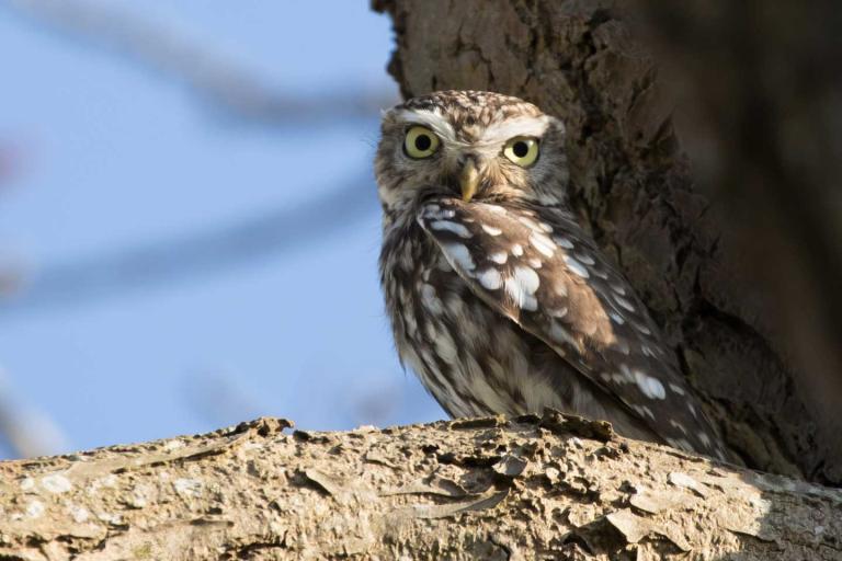 a small owl with large yellow eyes and brown markings on tree branch