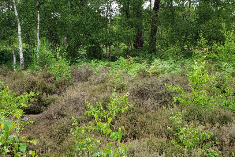 Padworth Common