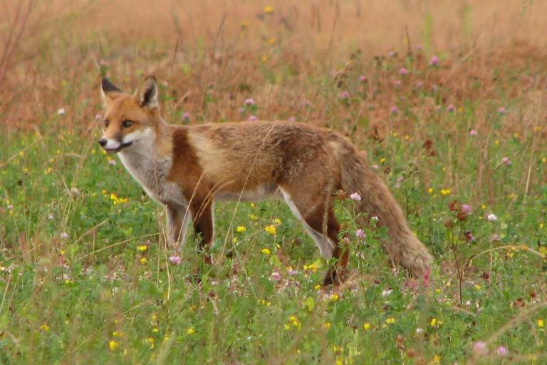 a red fox (vulpes vulpus) standing in a meadow 