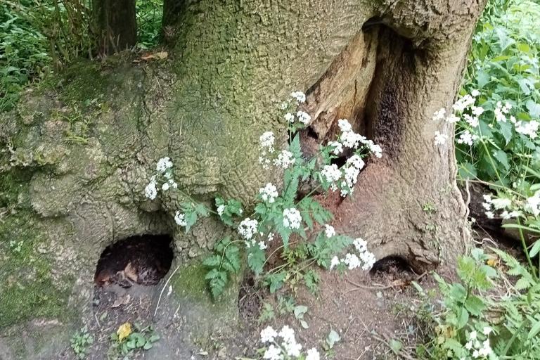 Ash tree showing cavities forming at the base