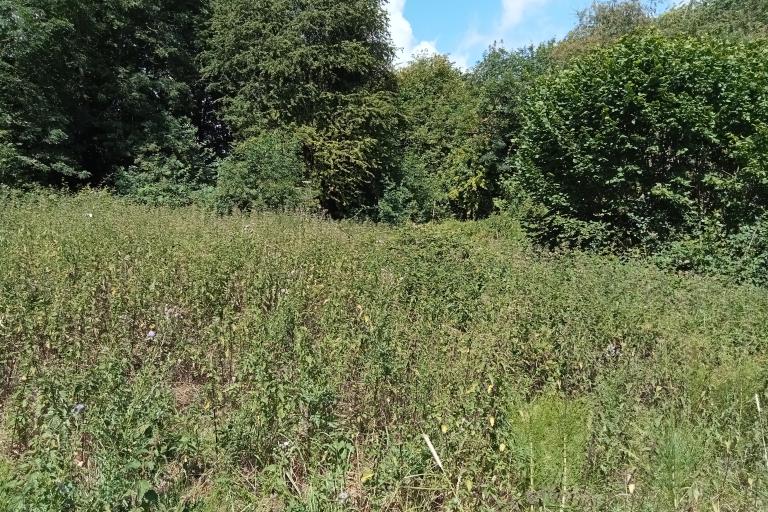 Small, open area of poor semi-improved grassland 