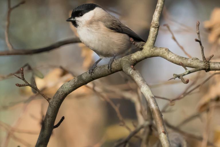 Marsh tit