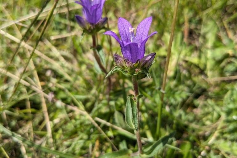 Purple flower surrounded by grass