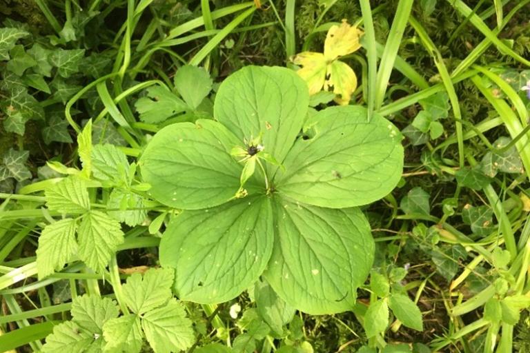 Herb paris plant