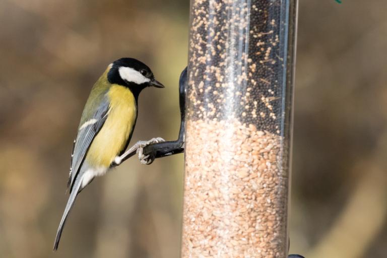 Great tit on bird feeder