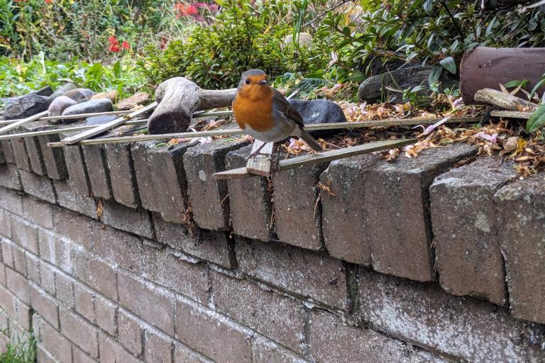 Robin perched on wall