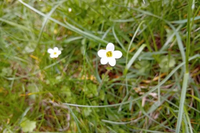 Meadows Saxifrage