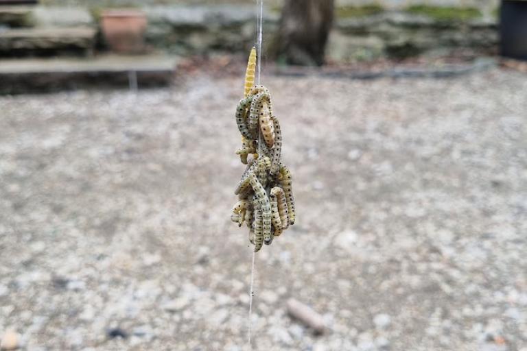 Spindle Ermine caterpillars
