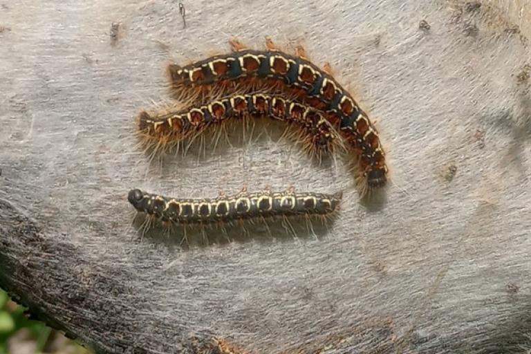 Small Eggar caterpillars