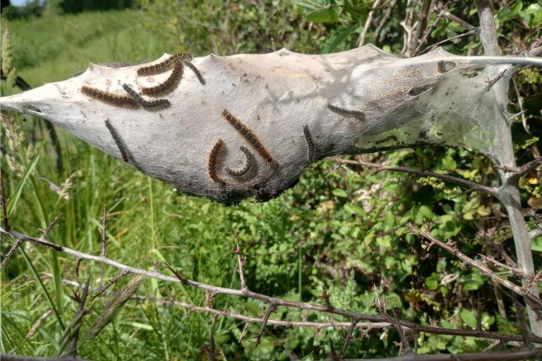 Small Eggar colony