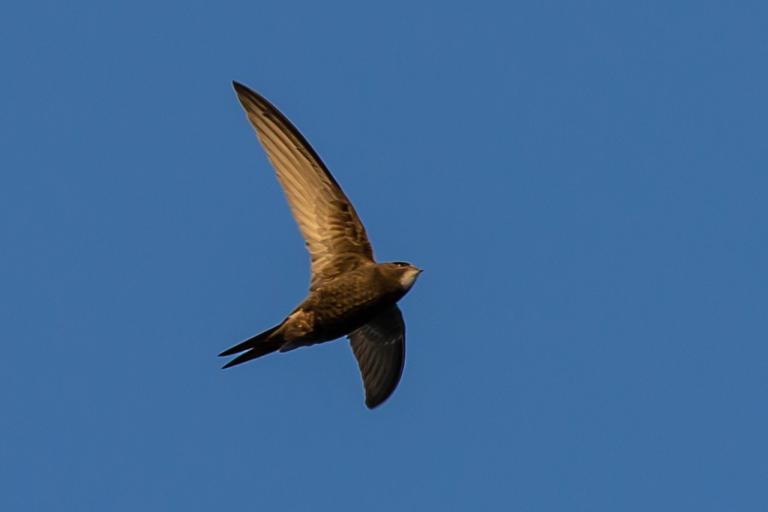 Swift flying