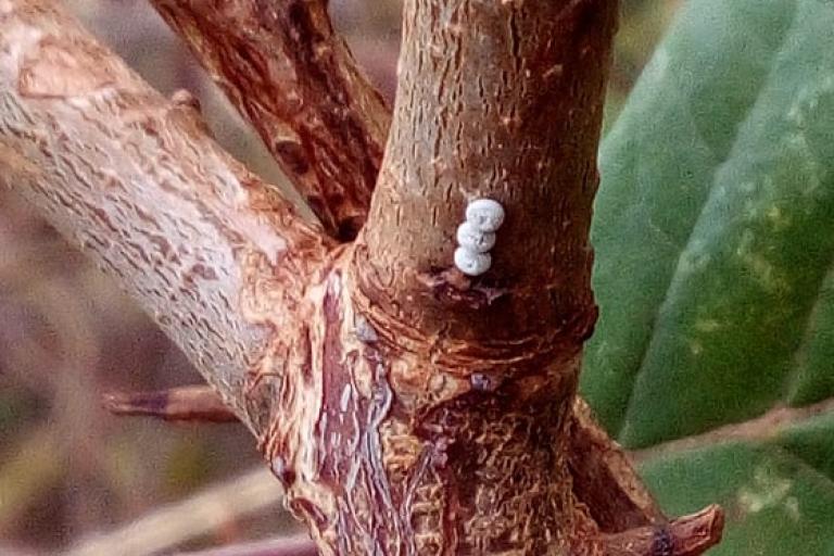 Brown Hairstreak butterfly eggs