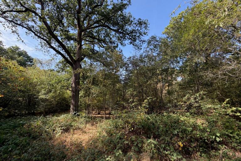 A mature broadleaf tree stands in a sunlit woodland clearing surrounded by dense shrubs and undergrowth beneath a clear blue sky.