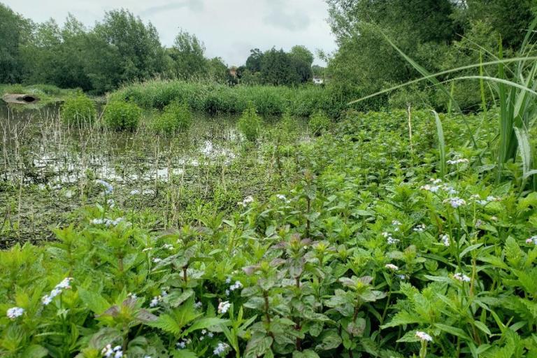 Freshwater pond surrounded by dense green vegetation, reeds and trees, with aquatic plants covering parts of the water and small blue flowers in the foreground.