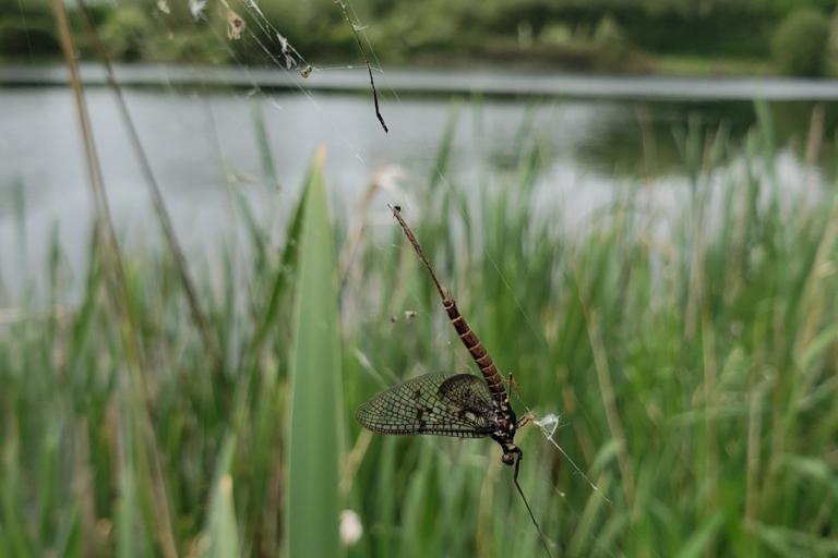 A mayfly caught in a spider’s web hangs among reeds beside a pond, with the water and surrounding vegetation softly blurred in the background.