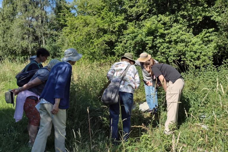 Participants on a guided nature walk gather around a wildlife survey activity in a sunny meadow bordered by dense green woodland.