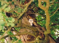 barn owl in a tree ©Vince Cartwright