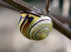 a pail yellow snail with dark brown markings on the underside of a small branch