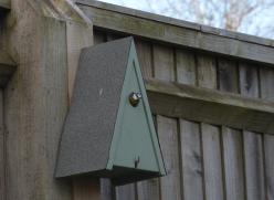 Blue Tit in nest box