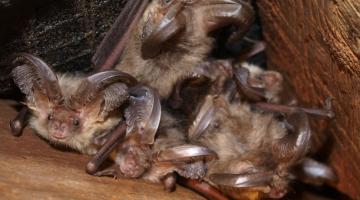 Brown long-eared bats (Plecotus auritus)