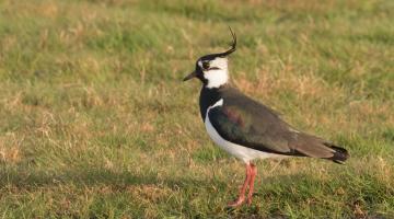 Lapwing  (Vanellus vanellus) ©Martin Gascoigne-Pees