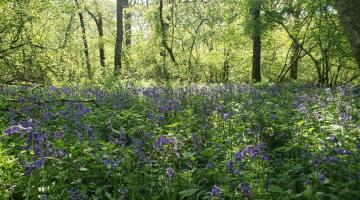 Bluebells in woodland