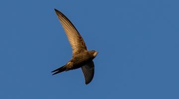 Swift flying