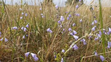 Close-up of delicate purple bell-shaped flowers among tall dry grasses in a sunny meadow