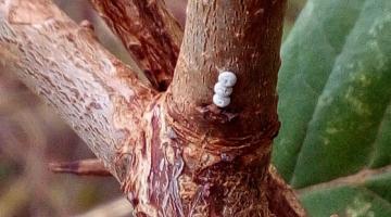 Brown Hairstreak butterfly eggs