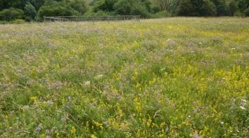 A colourful meadow with dense yellow lady’s bedstraw flowers mixed with purple and white blooms, and houses visible beyond a wooden fence in the background.