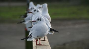 Black-headed Gulls 