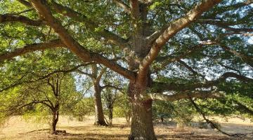Large mature tree with a thick trunk and wide, spreading branches, surrounded by other trees in a sunlit grassy woodland.